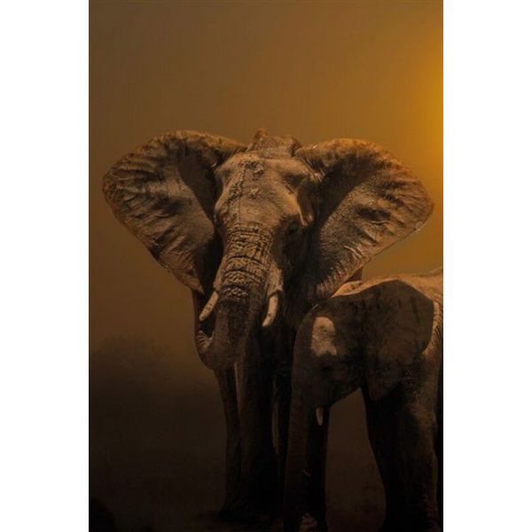 Schilderij immagini Evening walk portrait olifant