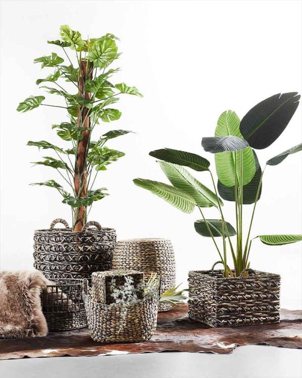 Planten in huis: jouw ticket to the tropics!